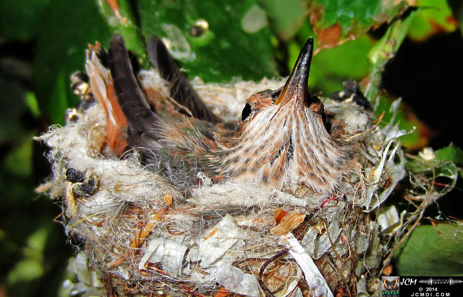 Allens Hummingbird chick and nest image 3-27-2014